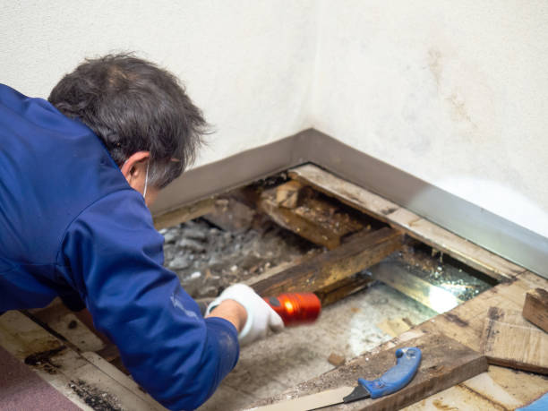 Desert Edge, CA Mold Remediation Company