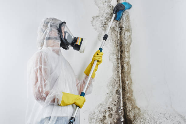 Best Health and Safety Mold Remediation in Desert Edge, CA