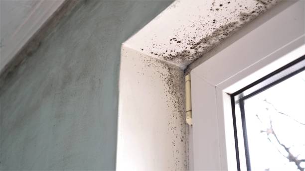 Best Kitchen Mold Remediation in Desert Edge, CA