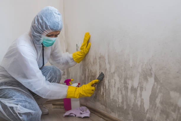 Best Mold Testing and Inspection Services in Desert Edge, CA