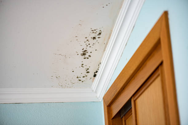 Best DIY Mold Remediation Support Services in Desert Edge, CA