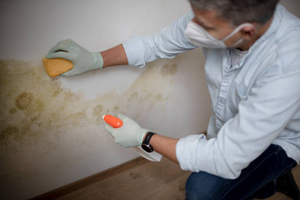 Best HVAC Mold Remediation in Desert Edge, CA