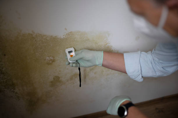 Best Black Mold Remediation in Desert Edge, CA