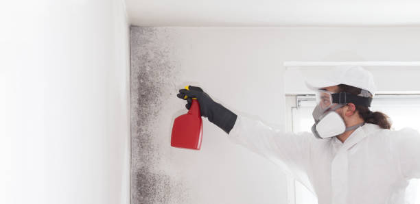 Best Mold Testing and Inspection Services in Desert Edge, CA