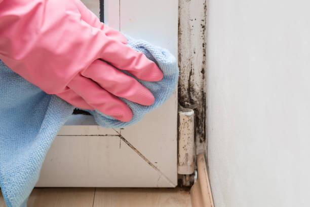Best DIY Mold Remediation Support Services in Desert Edge, CA