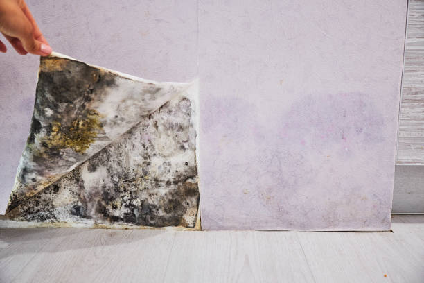 Best Basement Mold Remediation in Desert Edge, CA